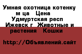 Умная охотница,котенку 2 м-ца › Цена ­ 100 - Удмуртская респ., Ижевск г. Животные и растения » Кошки   